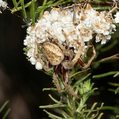 Backobourkia sp. (genus) at Bungonia, NSW - 20 Dec 2024 by AlisonMilton