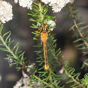 Nymphes myrmeleonoides at Bungonia, NSW - 20 Dec 2024 01:46 PM