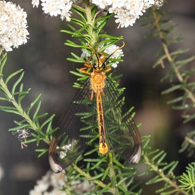 Nymphes myrmeleonoides (Blue eyes lacewing) at Bungonia, NSW - 20 Dec 2024 by AlisonMilton