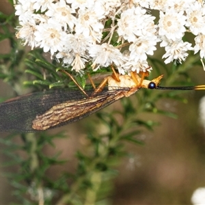 Nymphes myrmeleonoides at Bungonia, NSW - 20 Dec 2024 01:46 PM