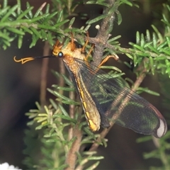 Nymphes myrmeleonoides at Bungonia, NSW - 20 Dec 2024 01:46 PM