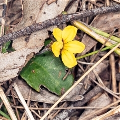 Goodenia hederacea (Ivy Goodenia) at Bungonia, NSW - 20 Dec 2024 by AlisonMilton