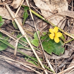 Goodenia hederacea at Bungonia, NSW - 20 Dec 2024