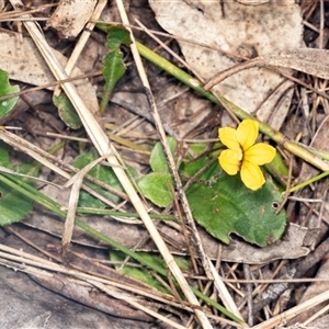 Goodenia hederacea at Bungonia, NSW - 20 Dec 2024