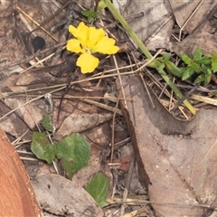 Goodenia hederacea at Bungonia, NSW - 20 Dec 2024 01:28 PM