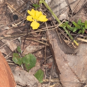 Goodenia hederacea at Bungonia, NSW - 20 Dec 2024 01:28 PM