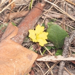 Goodenia hederacea at Bungonia, NSW - 20 Dec 2024 01:28 PM