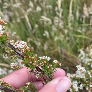 Baeckea utilis (Mountain Baeckea) at Mount Clear, ACT by nathkay