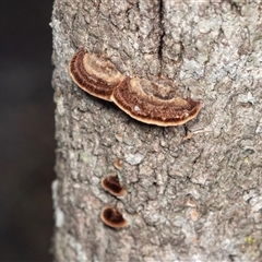 Unidentified Shelf-like to hoof-like & usually on wood at Bungonia, NSW - 20 Dec 2024 by AlisonMilton