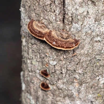 Unidentified Shelf-like to hoof-like & usually on wood at Bungonia, NSW - 20 Dec 2024 by AlisonMilton