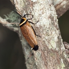 Ellipsidion australe (Austral Ellipsidion cockroach) at Bungonia, NSW - 20 Dec 2024 by AlisonMilton