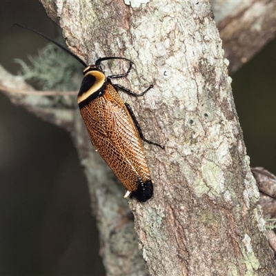 Ellipsidion australe (Austral Ellipsidion cockroach) at Bungonia, NSW - 20 Dec 2024 by AlisonMilton