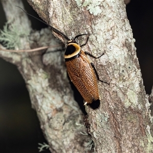 Ellipsidion australe at Bungonia, NSW - 20 Dec 2024