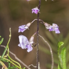 Glycine clandestina (Twining Glycine) at Bungonia, NSW - 20 Dec 2024 by AlisonMilton