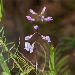 Glycine clandestina at Bungonia, NSW - 20 Dec 2024 11:24 AM