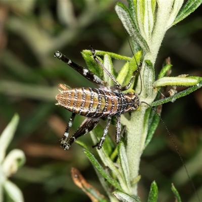 Acripeza reticulata (Mountain Katydid) at Bungonia, NSW - 20 Dec 2024 by AlisonMilton