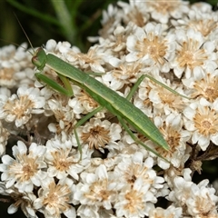 Orthodera ministralis (Green Mantid) at Bungonia, NSW - 20 Dec 2024 by AlisonMilton