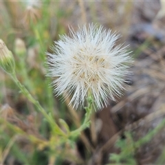 Vittadinia cuneata var. cuneata (Fuzzy New Holland Daisy) at Hawker, ACT - 9 Jan 2025 by sangio7