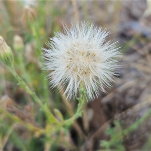 Vittadinia cuneata var. cuneata (Fuzzy New Holland Daisy) at Hawker, ACT by sangio7