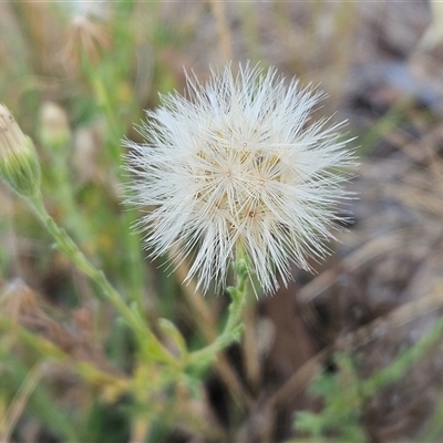 Vittadinia cuneata var. cuneata (Fuzzy New Holland Daisy) at Hawker, ACT - 8 Jan 2025 by sangio7