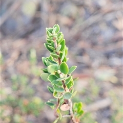 Brachyloma daphnoides (Daphne Heath) at Hawker, ACT - 8 Jan 2025 by sangio7