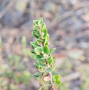 Brachyloma daphnoides (Daphne Heath) at Hawker, ACT by sangio7