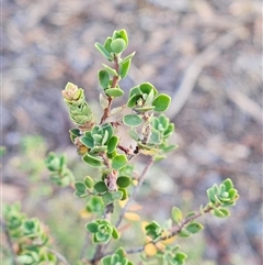 Brachyloma daphnoides at Hawker, ACT - 9 Jan 2025