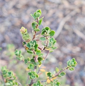 Brachyloma daphnoides at Hawker, ACT - 9 Jan 2025