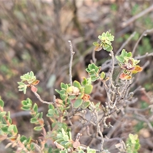 Brachyloma daphnoides at Hawker, ACT - 9 Jan 2025