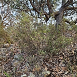 Brachyloma daphnoides at Hawker, ACT - 9 Jan 2025