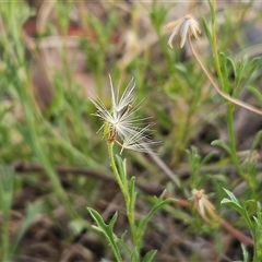 Vittadinia muelleri (Narrow-leafed New Holland Daisy) at Hawker, ACT - 9 Jan 2025 by sangio7