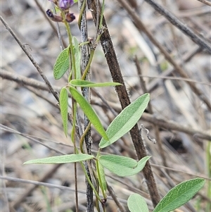 Glycine clandestina at Hawker, ACT - 9 Jan 2025