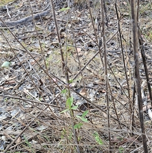 Glycine clandestina at Hawker, ACT - 9 Jan 2025