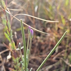 Epilobium billardiereanum subsp. cinereum (Hairy Willow Herb) at Hawker, ACT - 9 Jan 2025 by sangio7