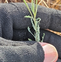 Epilobium billardiereanum subsp. cinereum at Hawker, ACT - 9 Jan 2025 08:49 AM