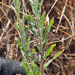 Epilobium billardiereanum subsp. cinereum at Hawker, ACT - 9 Jan 2025 08:49 AM