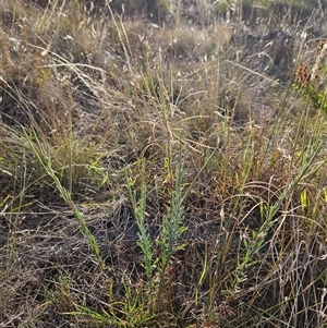 Epilobium billardiereanum subsp. cinereum at Hawker, ACT - 9 Jan 2025 08:49 AM