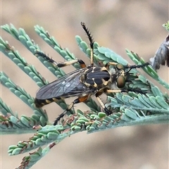 Thereutria amaraca (Spine-legged Robber Fly) at Bungendore, NSW - 10 Jan 2025 by clarehoneydove