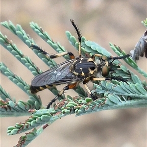 Thereutria amaraca (Spine-legged Robber Fly) at Bungendore, NSW by clarehoneydove