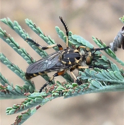 Thereutria amaraca (Spine-legged Robber Fly) at Bungendore, NSW - 10 Jan 2025 by clarehoneydove