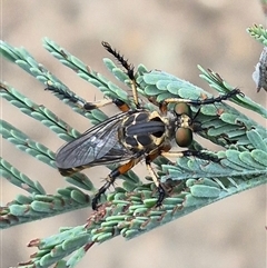 Thereutria amaraca at Bungendore, NSW - suppressed