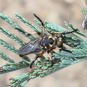 Thereutria amaraca at Bungendore, NSW - suppressed