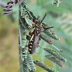 Thereutria amaraca at Bungendore, NSW - suppressed