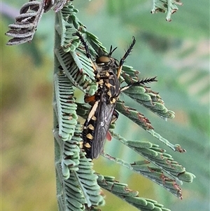 Thereutria amaraca at Bungendore, NSW - suppressed