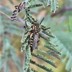 Thereutria amaraca at Bungendore, NSW - suppressed