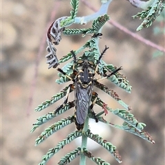 Thereutria amaraca at Bungendore, NSW - suppressed