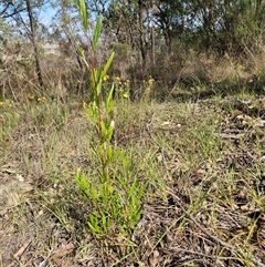 Dodonaea viscosa subsp. angustissima (Hop Bush) at Hawker, ACT - 9 Jan 2025 by sangio7