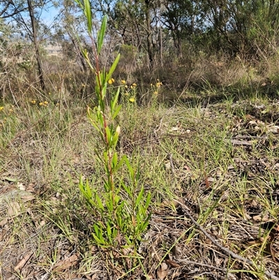 Dodonaea viscosa subsp. angustissima (Hop Bush) at Hawker, ACT - 9 Jan 2025 by sangio7