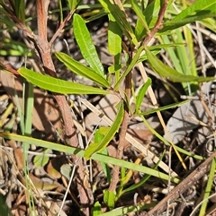 Dodonaea viscosa subsp. angustissima at Hawker, ACT - 9 Jan 2025