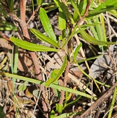 Dodonaea viscosa subsp. angustissima at Hawker, ACT - 9 Jan 2025 09:38 AM